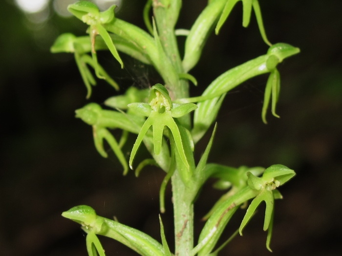 อั้วปากส้อม : Habenaria furcifera Lindl.