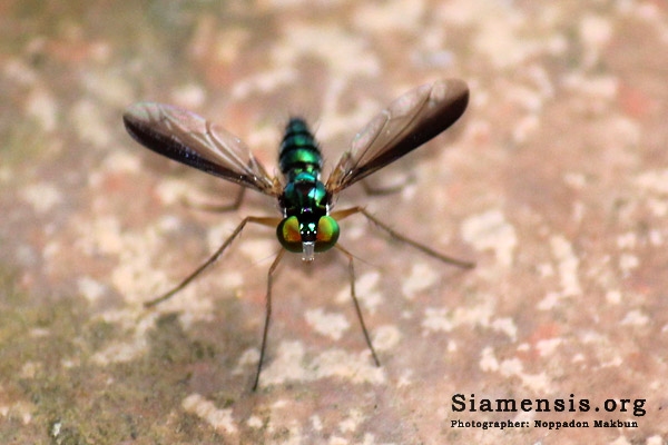 แมลงวันขายาว (long-legged fly)