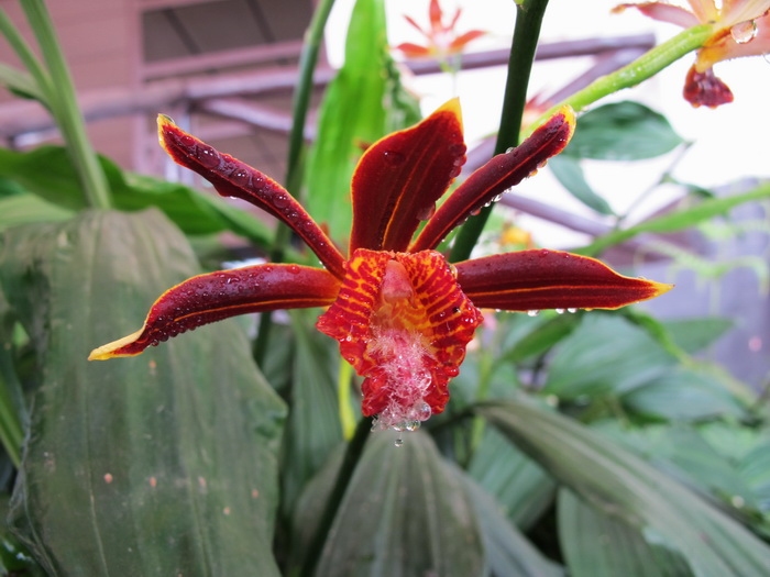 เอื้องพร้าวอินโดจีน : Phaius indochinensis Scisenf.& Ormerod.