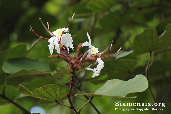 Bauhinia sp.