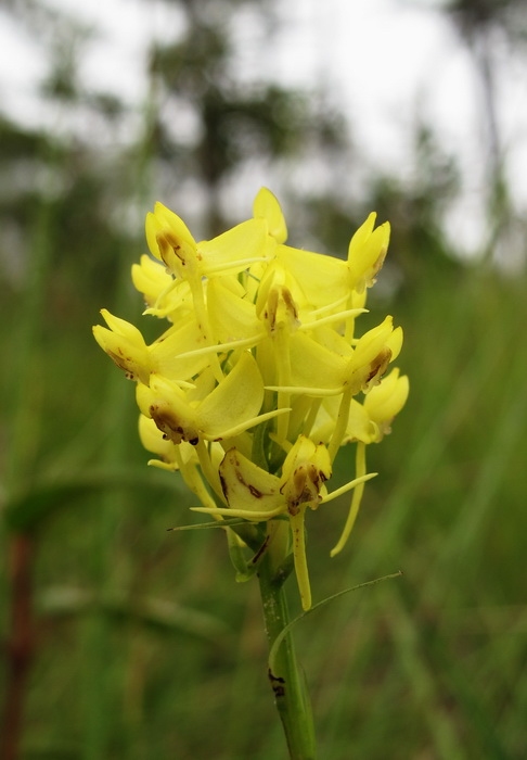 Habenaria อะไรไม่รู้ค่ะ