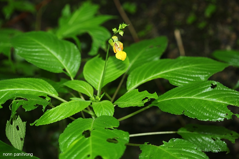 Impatiens tribounii ส่งขึ้น SI ไปเรียบร้อย เป็นพืชเฉพาะถิ่นของไทย