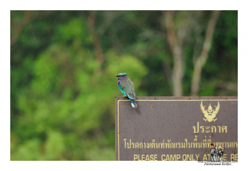 indian-roller