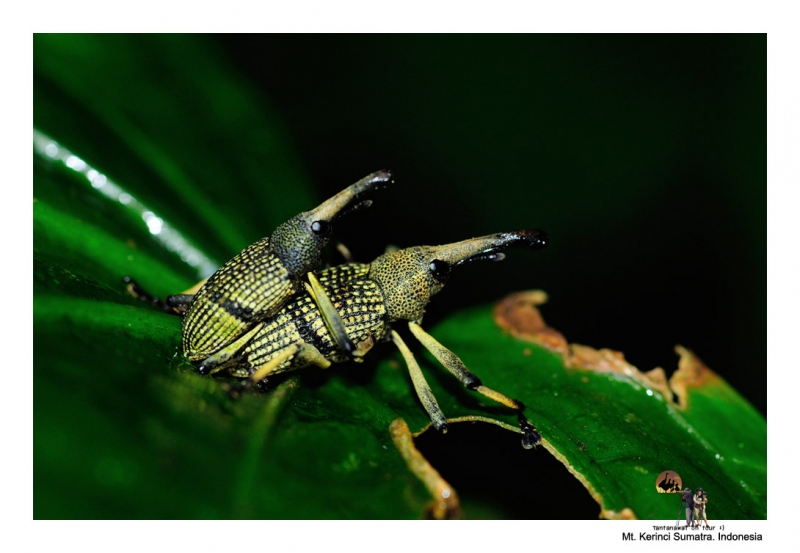 insectkerinci_1.jpg