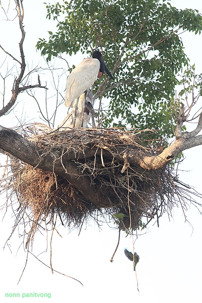 รังของจาบิรู ทำจากไม้สานกันไปมา ใหญ่มาก ด้านใต้จะมีเจ้า Monk Parakeet แอบมาอยู่ด้วย 