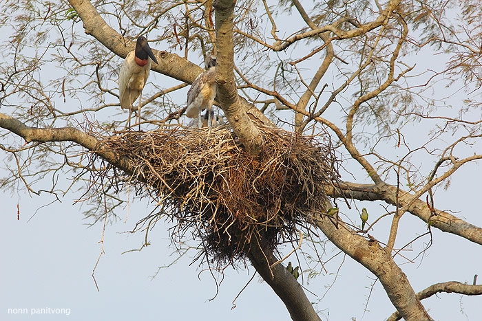 jabiru_parakeet_nest1.jpg