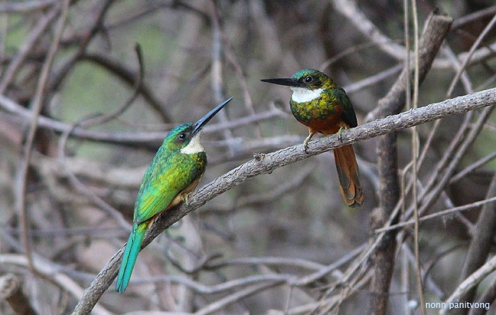 Rufous-talied Jacamar (Galbula reficauda) 