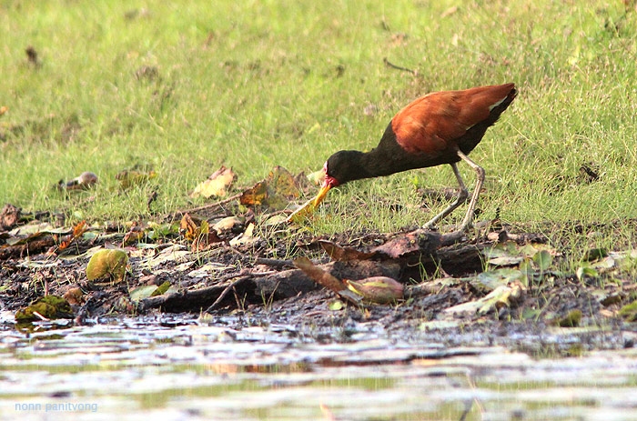 Wattled Jacana (Jacana jacana) 