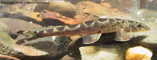 จิ้งจก Balitora cf. meridionalis