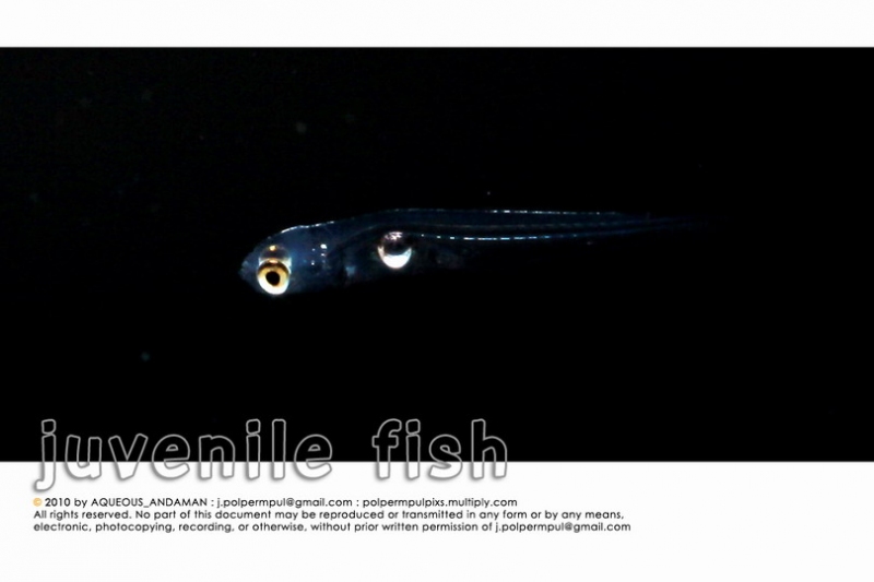 juvenile-fish_001_resize.jpg