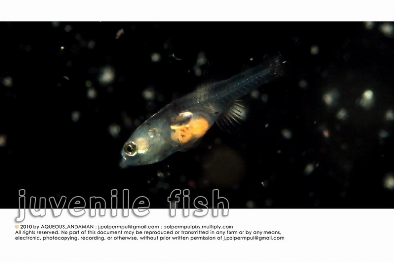juvenile-fish_004_resize.jpg
