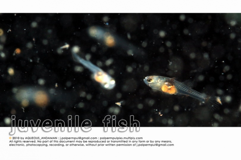 juvenile-fish_005_resize.jpg