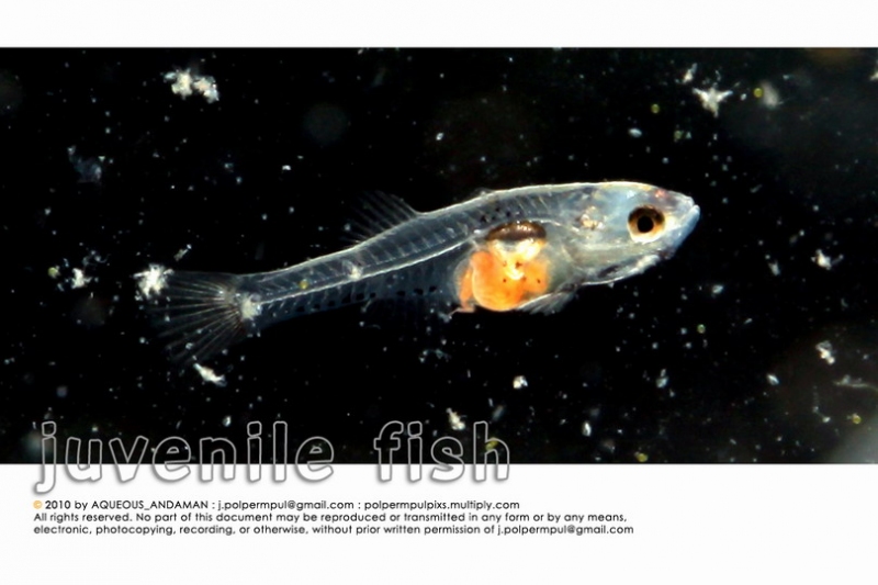 juvenile-fish_007_resize.jpg