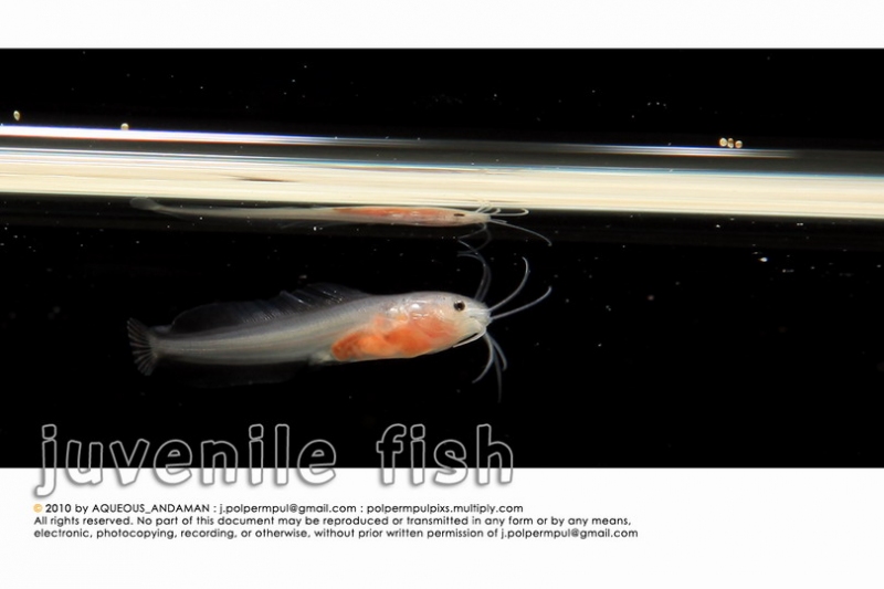 juvenile-fish_016_resize.jpg