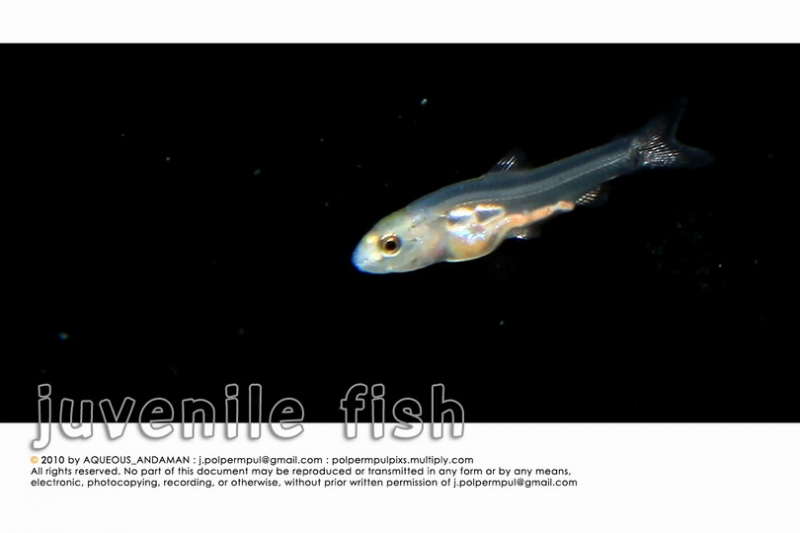 juvenile-fish_017_resize.jpg