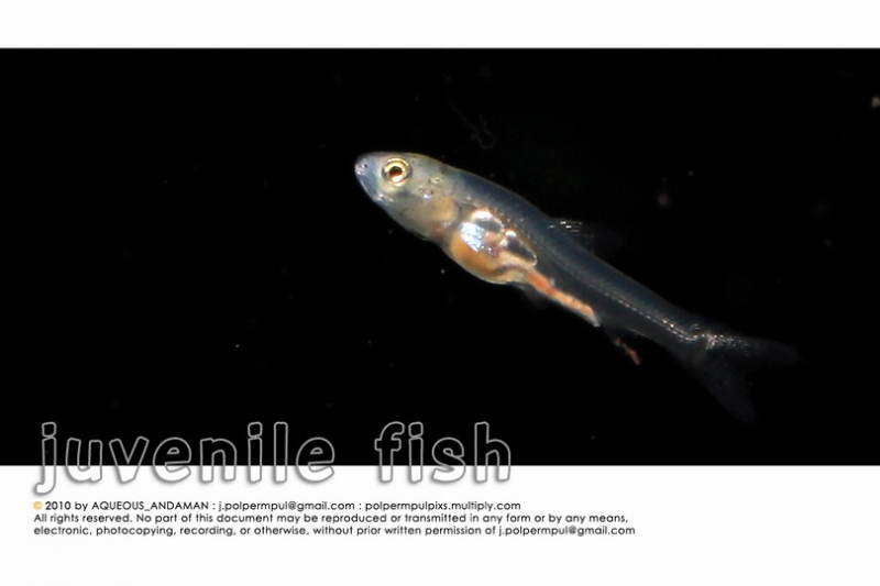 juvenile-fish_018_resize.jpg