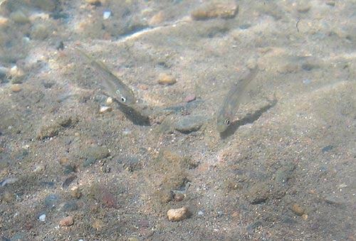 ด้านซ้ายเป็น ลูกปลาพลวง(กะพุง) (Neolissocheilus sp.) ด้านขวาเป็นลูกปลาจาด (Poropuntius sp.) จะเห็นว่าตัวด้านซ้ายมีจงอยปากสั้นกว่า และเกล็ดขนาดใหญ่กว่า ส่วนตัวด้านขวามีจงอยปากยาวกว่า และเกล็ดเล็กกว่าอย่างชัดเจน (พี่หมี)