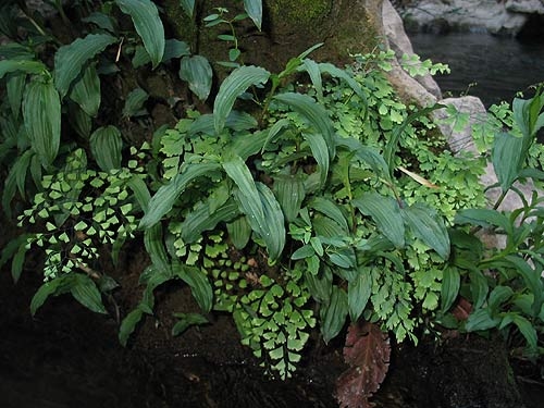 เฟิร์นรากดำ (Adiantum aethiopicum) กับกล้วยไม้น้ำขึ้นอยู่บนก้อนหินริมลำน้ำ