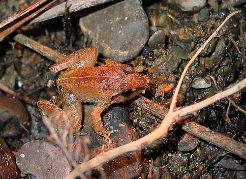 เขียดเพ็ก, เขียดป่าไผ่ ตัวเล็กๆ น่ารักมาก (Rana hacheana)