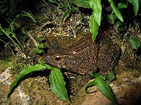 จงโคร่งตัวใหญ่มากๆ (Bufo asper)