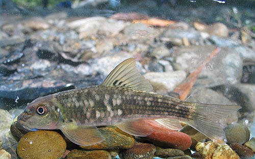 ปลาเลียหินที่มีแก้มสีชมพูเป็นจุดเด่น (Garra sp.) ยังระบุชนิดไม่ออกอีกเช่นกัน