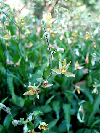 กล้วยไม้น้ำในตระกูล Epipactis ที่ขึ้นอยู่ริมน้ำ กล้วยไม้ในตระกูลนี้มีรายงานในประเทศไทยเพียงชนิดเดียว คือ E. flava แต่จากการเปรียบเทียบกับภาพแล้ว ดอกไม่เหมือนกัน สรุปก็ คือยังไม่ทราบชนิดอีกเช่นกันครับ