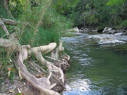 หญ้าถอดปล้อง Equisetaceae sp. พืชตระกูลเฟิร์นโบราณที่มีเมล็ด
