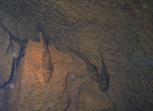 ปลาเลียหิน (Garra sp.) แอบมาหลบนอนอยู่ตามซอกหินที่น้ำไม่ไหล เมื่อตอนเย็นเราเห็นพวกเค้าหากินอยู่บริเวณซอกหินที่น้ำไหลเชี่ยว ที่อยู่ข้างๆ คือลูกอ๊อดที่ตัวใหญ่มากๆ (กะๆ ดูต้องมี 3 นิ้ว)