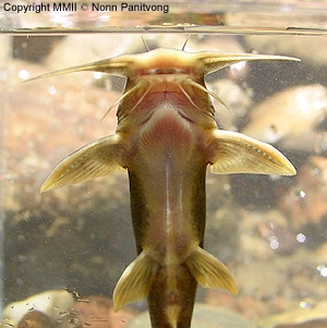 ฉลามทอง Glytothorax trilineatus
