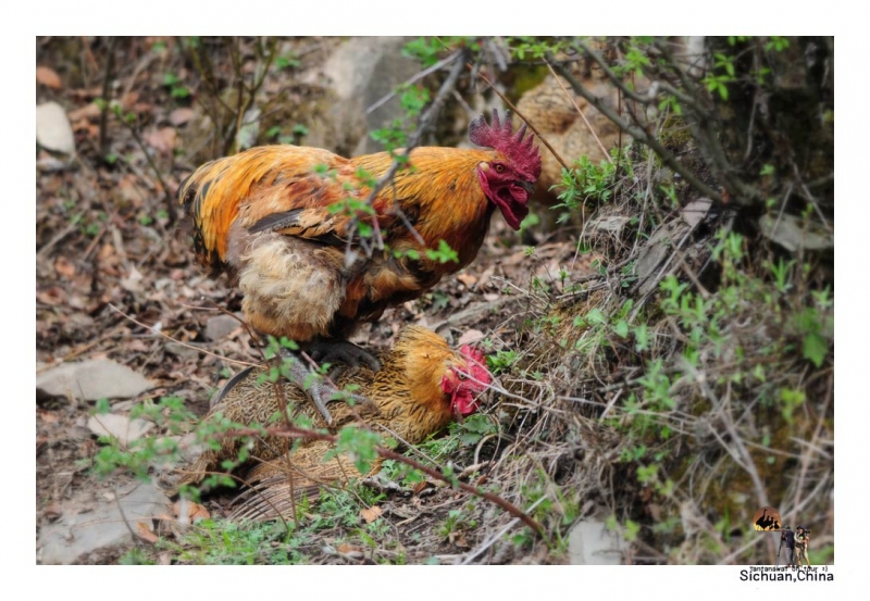 ไก่เป็นสัตว์ปีกชนิดเดียวที่เจอในวันนั้น O_o