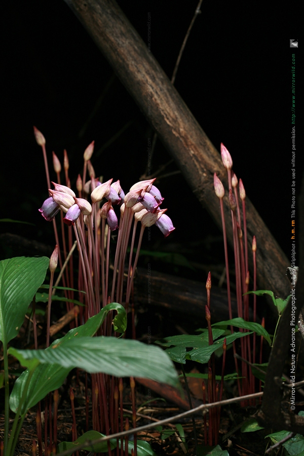 ดอกดิน ข้าวก่ำนกยูง  Aeginetia indica