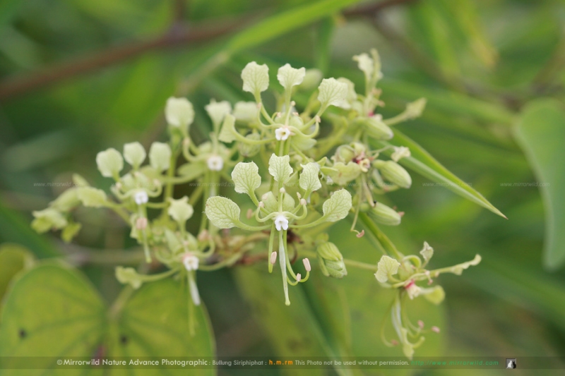 เสี้ยว Bauhinia sp