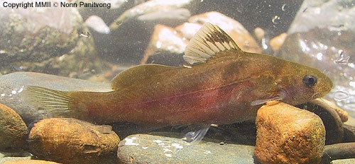 แขยงเขา Mystus tigrinus