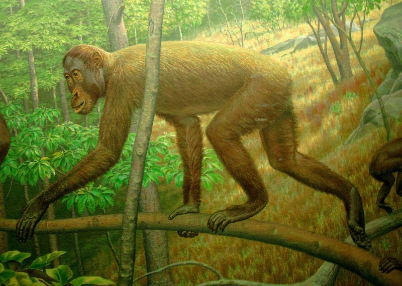 khoratpithecus piriyai.jpg