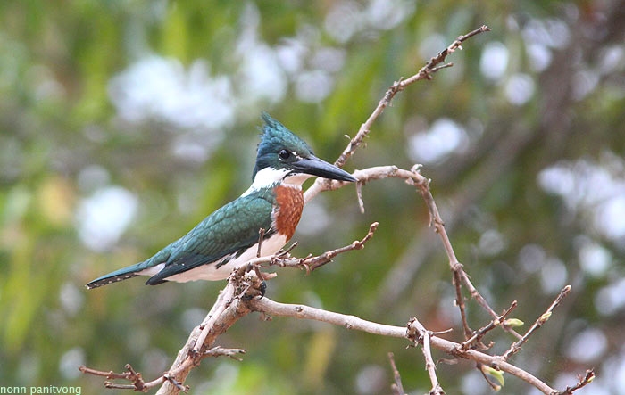 Amazon Kingfisher (Chloroceryle americana)