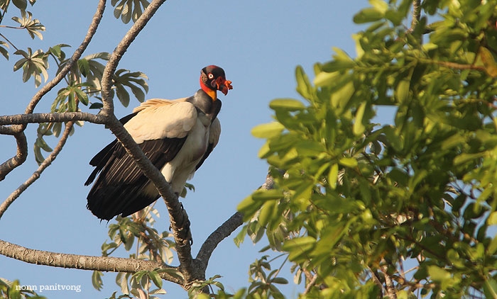 King Vulture (Sarcoramphus papa) ตัวหายาก หนึ่งในตัวเด็ดของทริปนี้