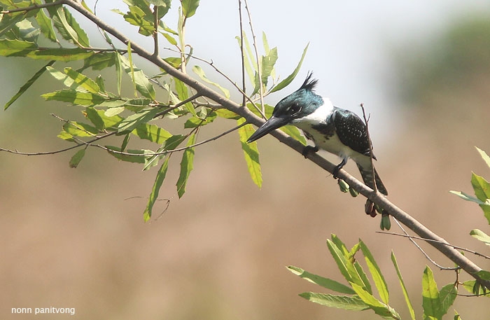 Ringed Kingfisher (Megaceryle torquata) ตัวเมีย 