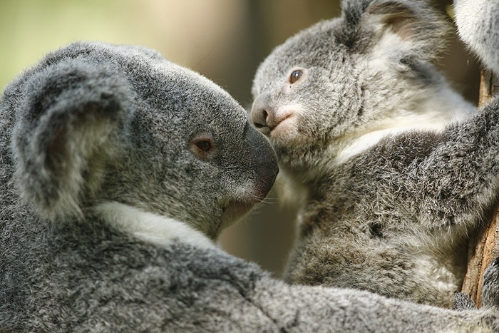koala2.jpg