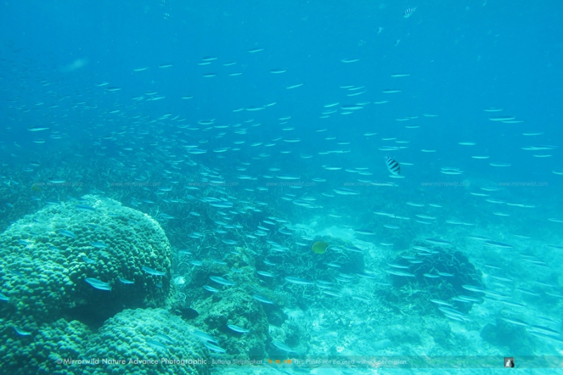 koh-tao-18.jpg