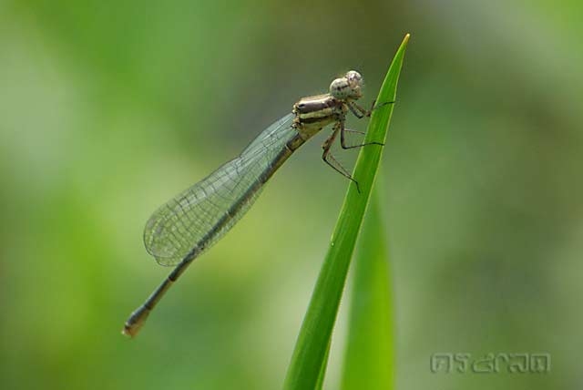  Onychargia atrocyana