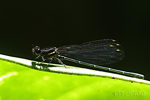 ตัวที่ 26 แมลงปอเข็มพุ่มดำ ตัวผู้ Onychargia atrocyana
