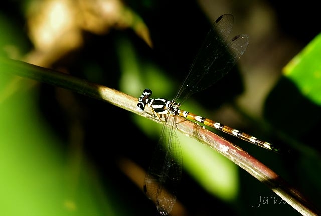 Rhinagrion viridatum ตัวเมียพบเพียงตัวเดียว