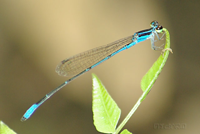 แมลงปอเข็มเล็กหางตุ้ม Argiocnemis rubescens rubeola รายงานใหม่ของจังหวัดราชบุรี