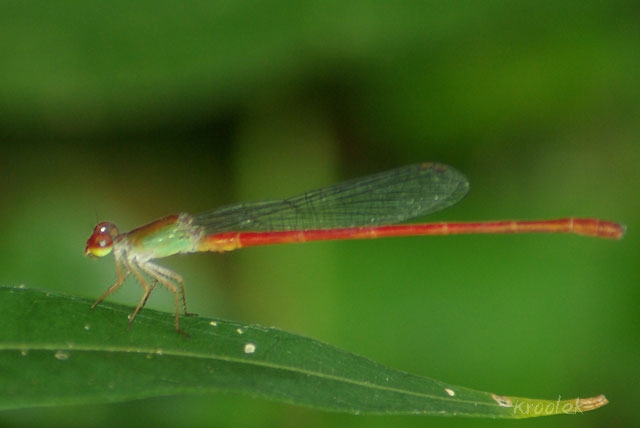 แมลงปอเข็มสีพื้นช้อย Ceriagrion chaoi ตัวผู้