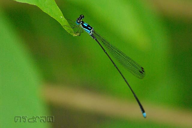 Coeliccia didyma