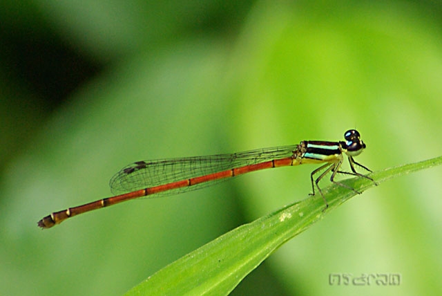 แมลงปอเข็มเล็กหางตุ้ม Argiocnemis rubescens rubeola ตัวเมีย หรืออาจจะ Mortonagrion aborense