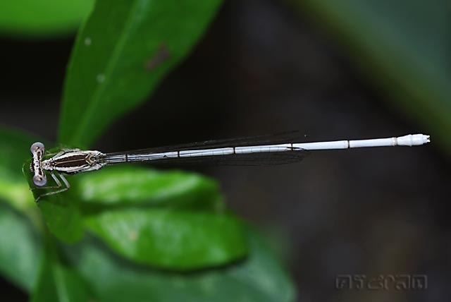 ตัวที่ 32 แมลงปอเข็มยาวเข่าดำ วัยอายุน้อย Copera ciliata