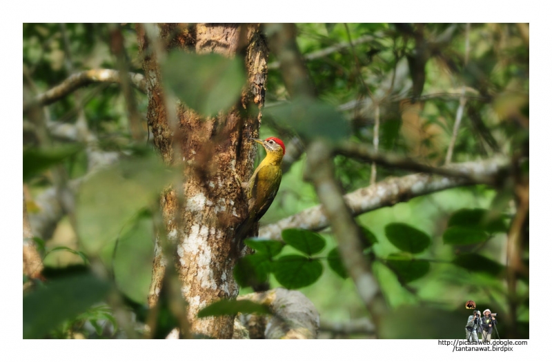laced-woodpecker