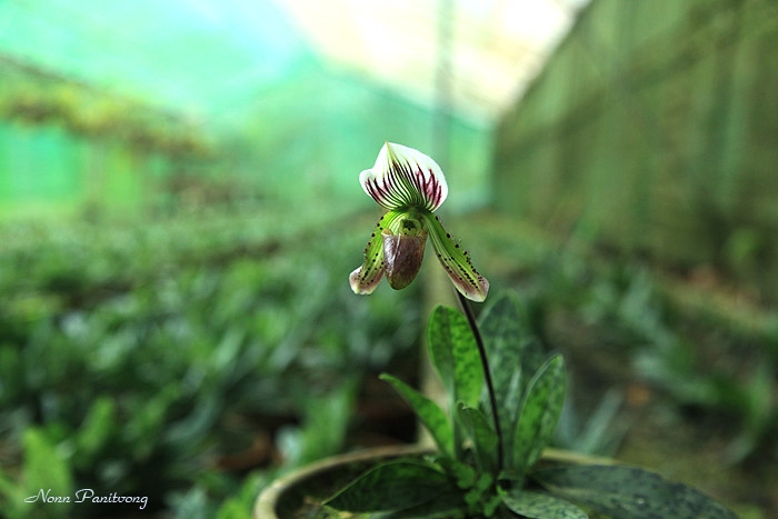 lady_slipper.jpg