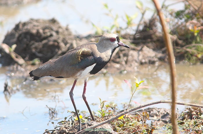 Southern Lapwing (Vanellus chilensis) 